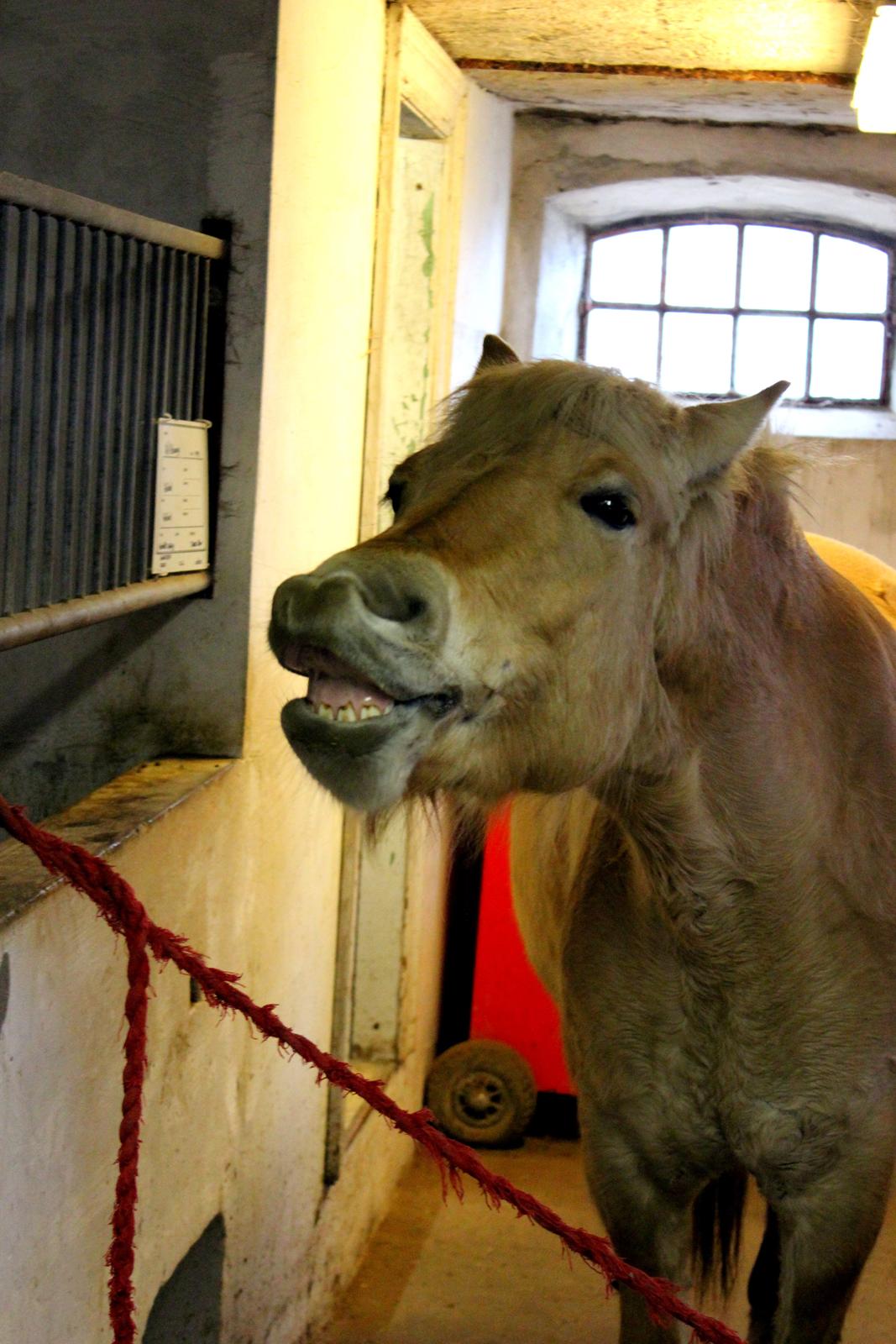 Fjordhest Stella billede 28
