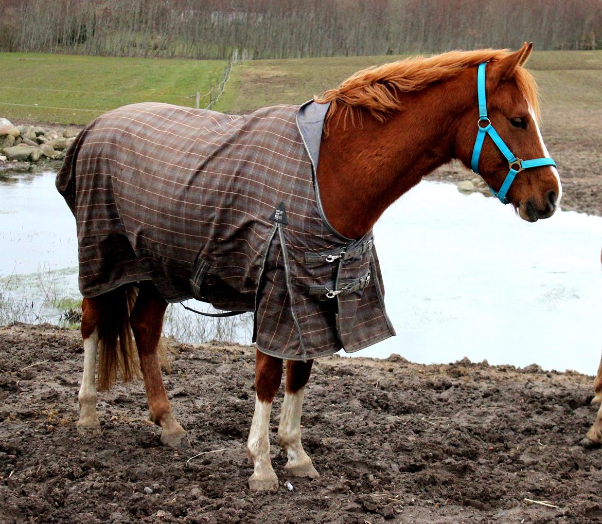 DSP Nørretelling's Ballou - Jeg tror Ballou er ved at få en sok, på sit andet bagben ahhaah - Foto: Mig billede 10