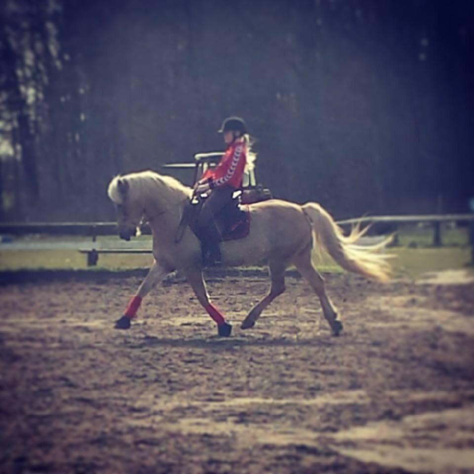 Haflinger Carola af lille Rosenlund billede 9