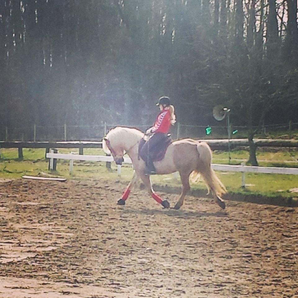 Haflinger Carola af lille Rosenlund billede 4