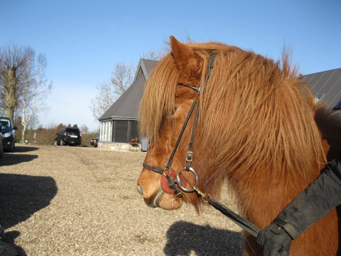Islænder Hvöt fra Viderup - Anne Stine Haugen kursus 15/3/14 - Inden undervisning. billede 7