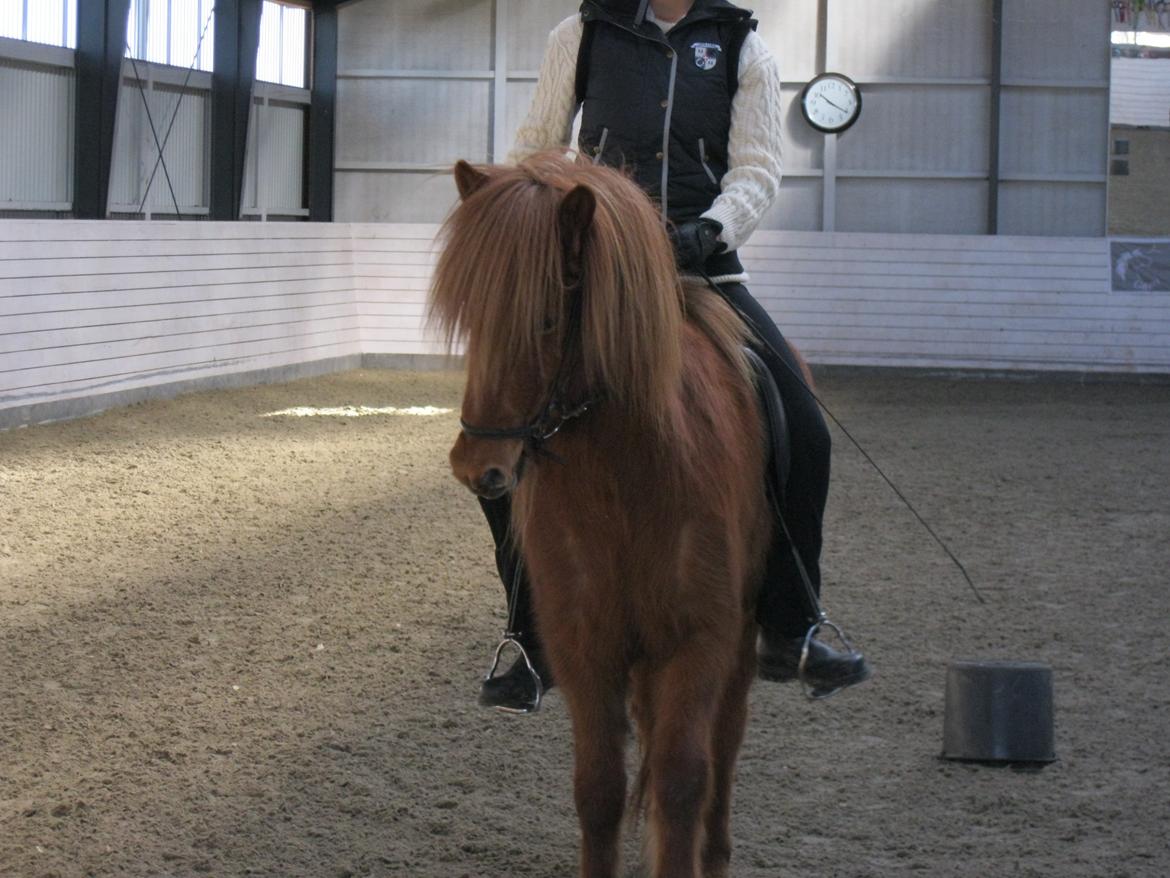 Islænder Hvöt fra Viderup - Anne Stine Haugen kursus 15/3/14 - Dyb koncentration' billede 8