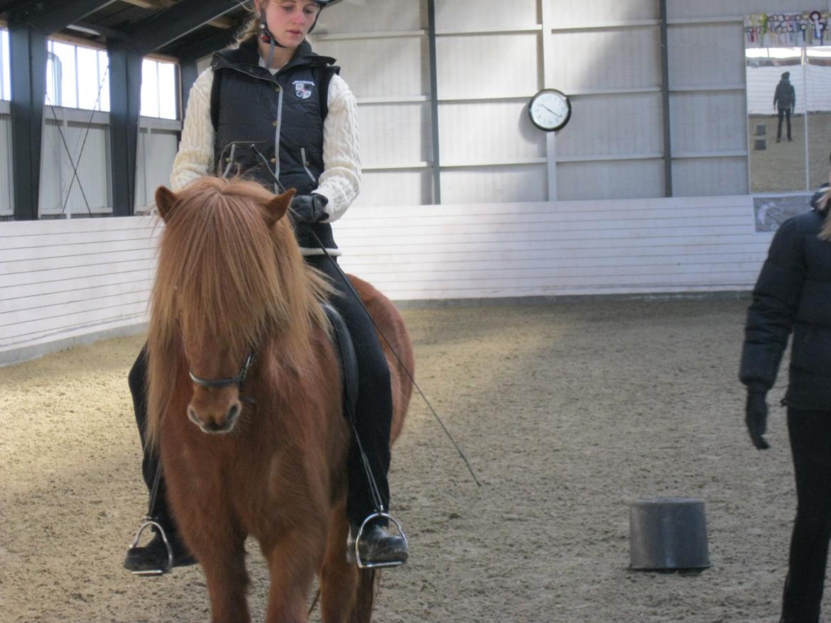 Islænder Hvöt fra Viderup - Anne Stine Haugen kursus 15/3/14 - Stadig meget koncentreret rytter billede 9