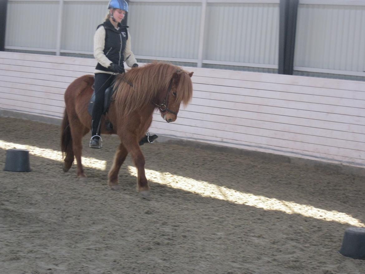 Islænder Hvöt fra Viderup - Anne Stine Haugen kursus 15/3/14 - Glad rytter, dejlig hest billede 10