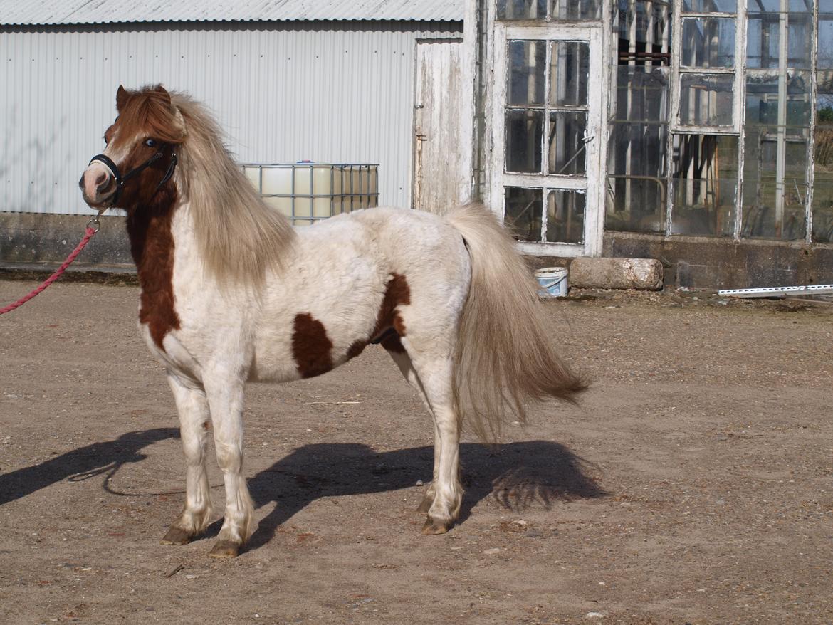 Shetlænder Solvangs Jazz billede 1