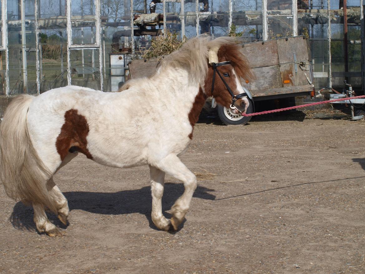 Shetlænder Solvangs Jazz billede 2