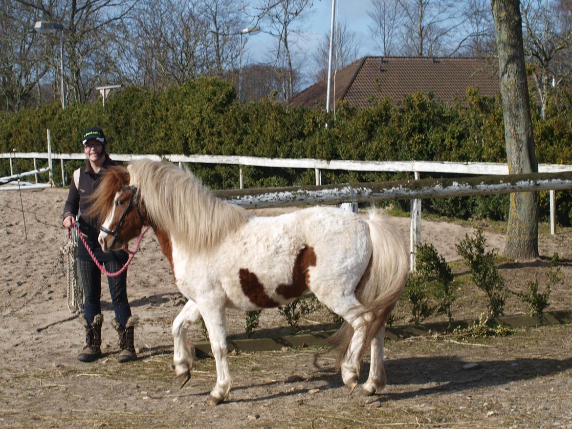 Shetlænder Solvangs Jazz billede 3