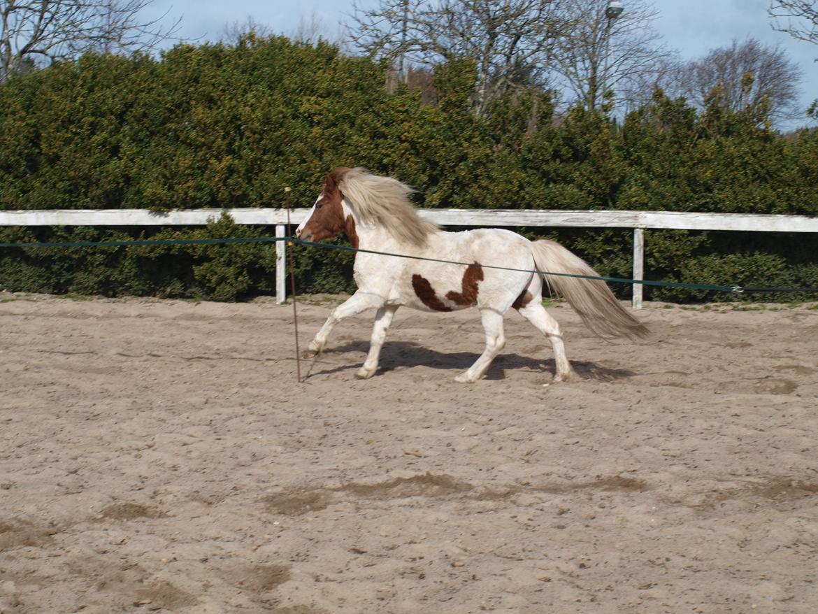 Shetlænder Solvangs Jazz billede 5