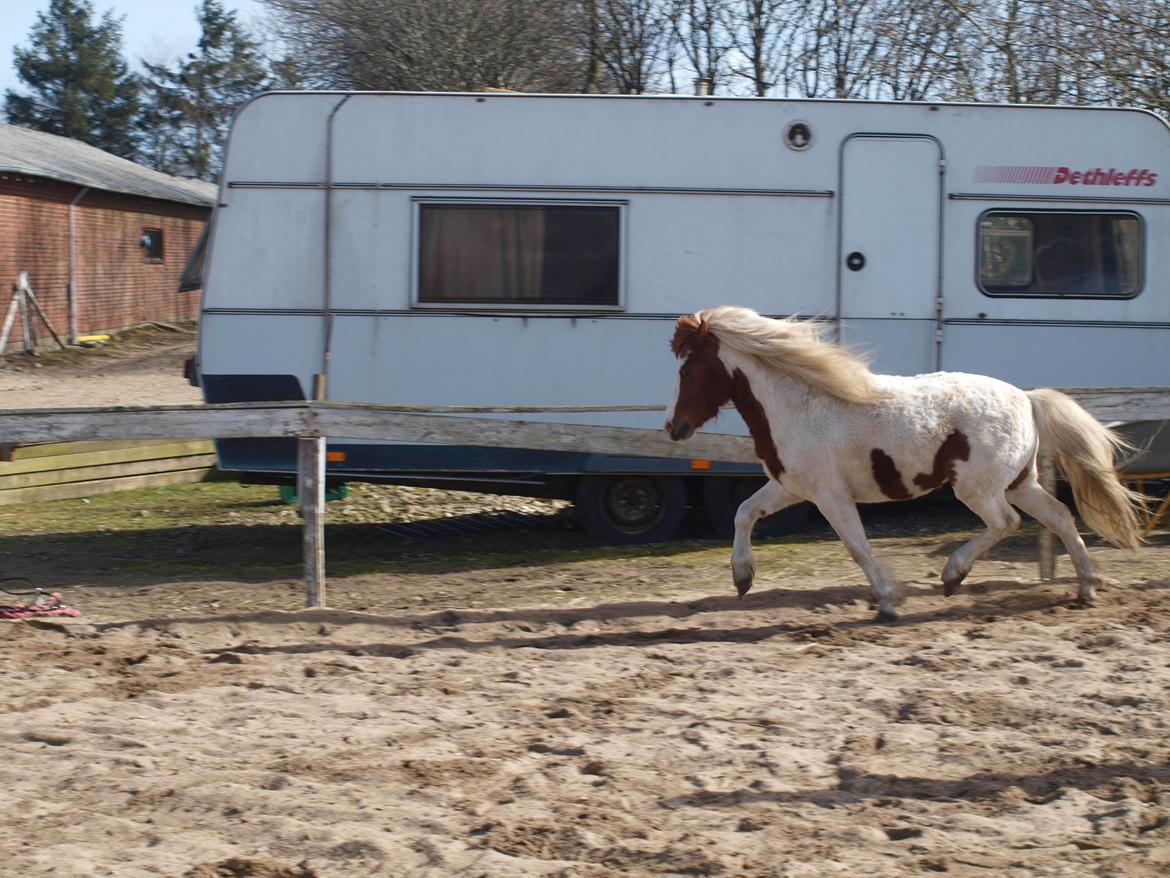 Shetlænder Solvangs Jazz billede 6