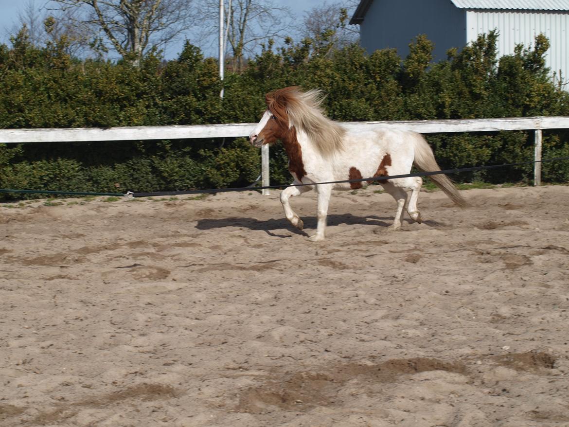 Shetlænder Solvangs Jazz billede 7