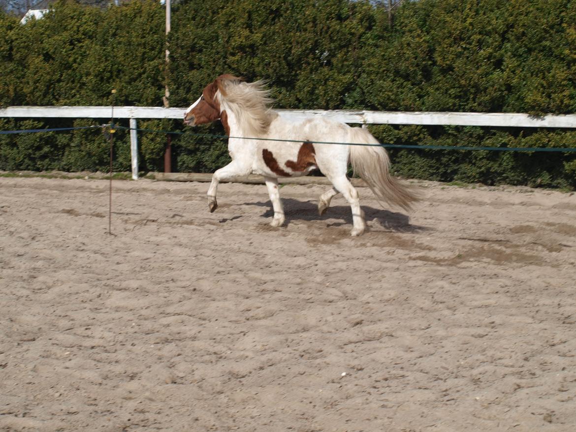 Shetlænder Solvangs Jazz billede 8