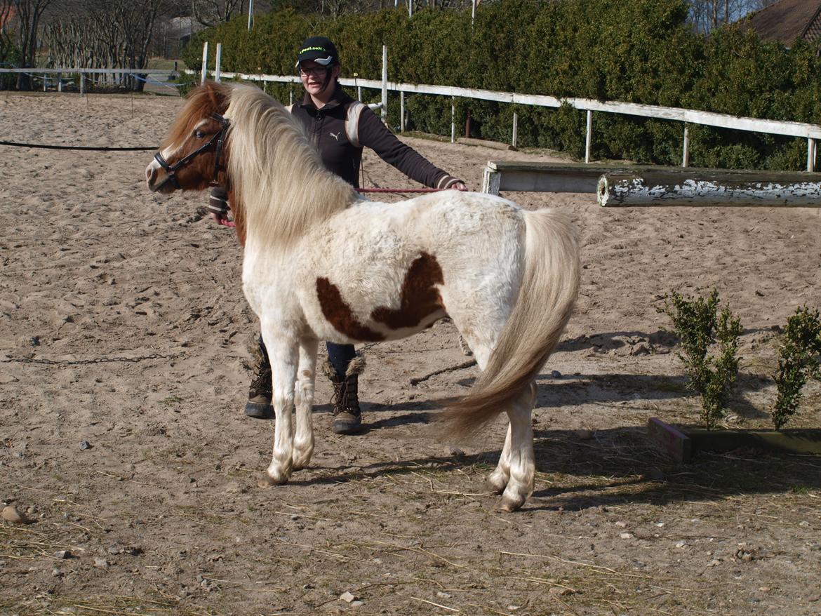 Shetlænder Solvangs Jazz billede 4