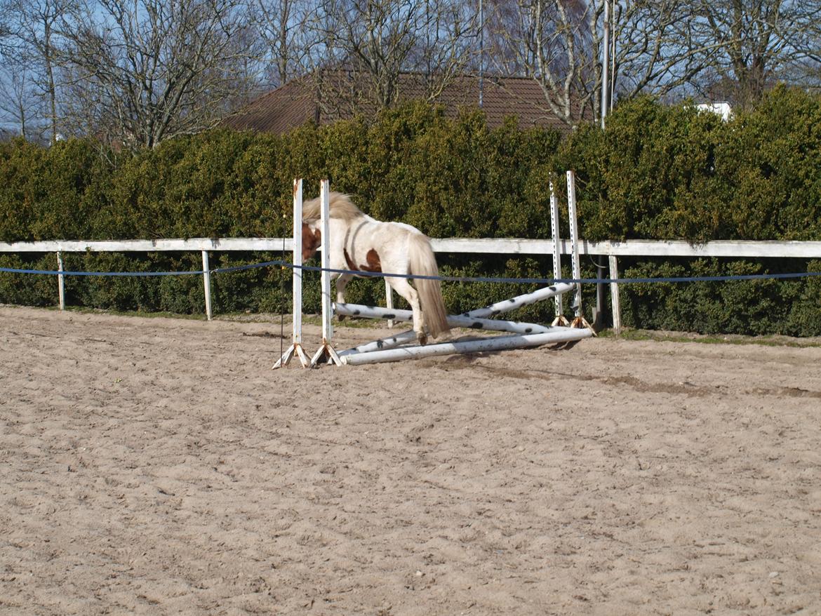 Shetlænder Solvangs Jazz billede 9