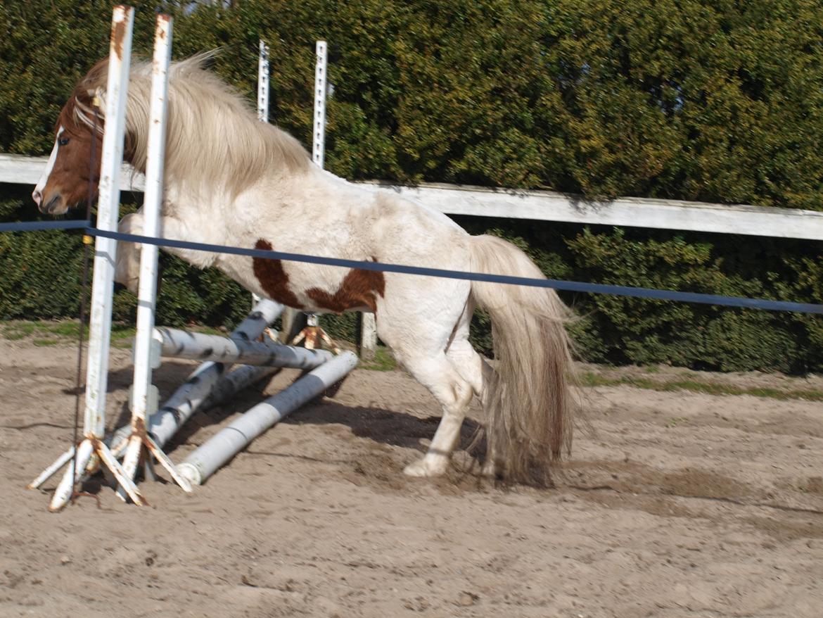 Shetlænder Solvangs Jazz billede 10