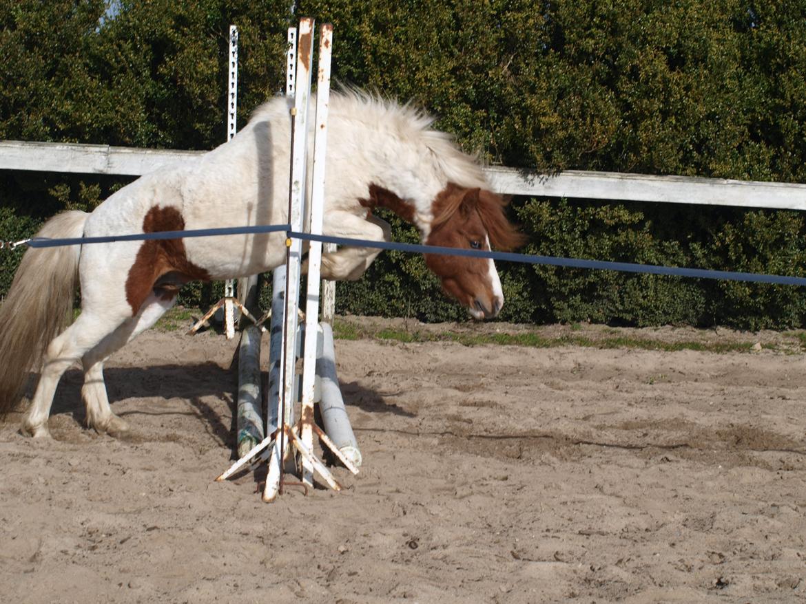 Shetlænder Solvangs Jazz billede 12