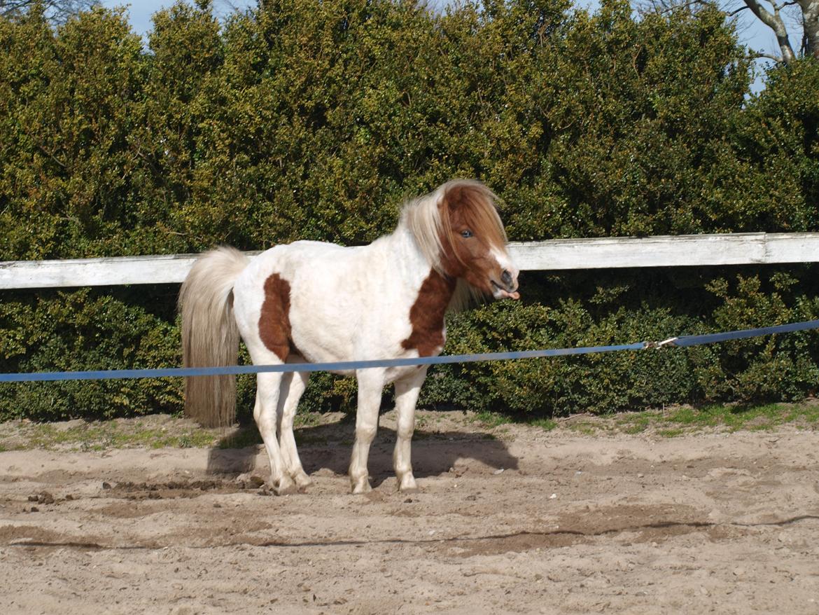 Shetlænder Solvangs Jazz billede 11