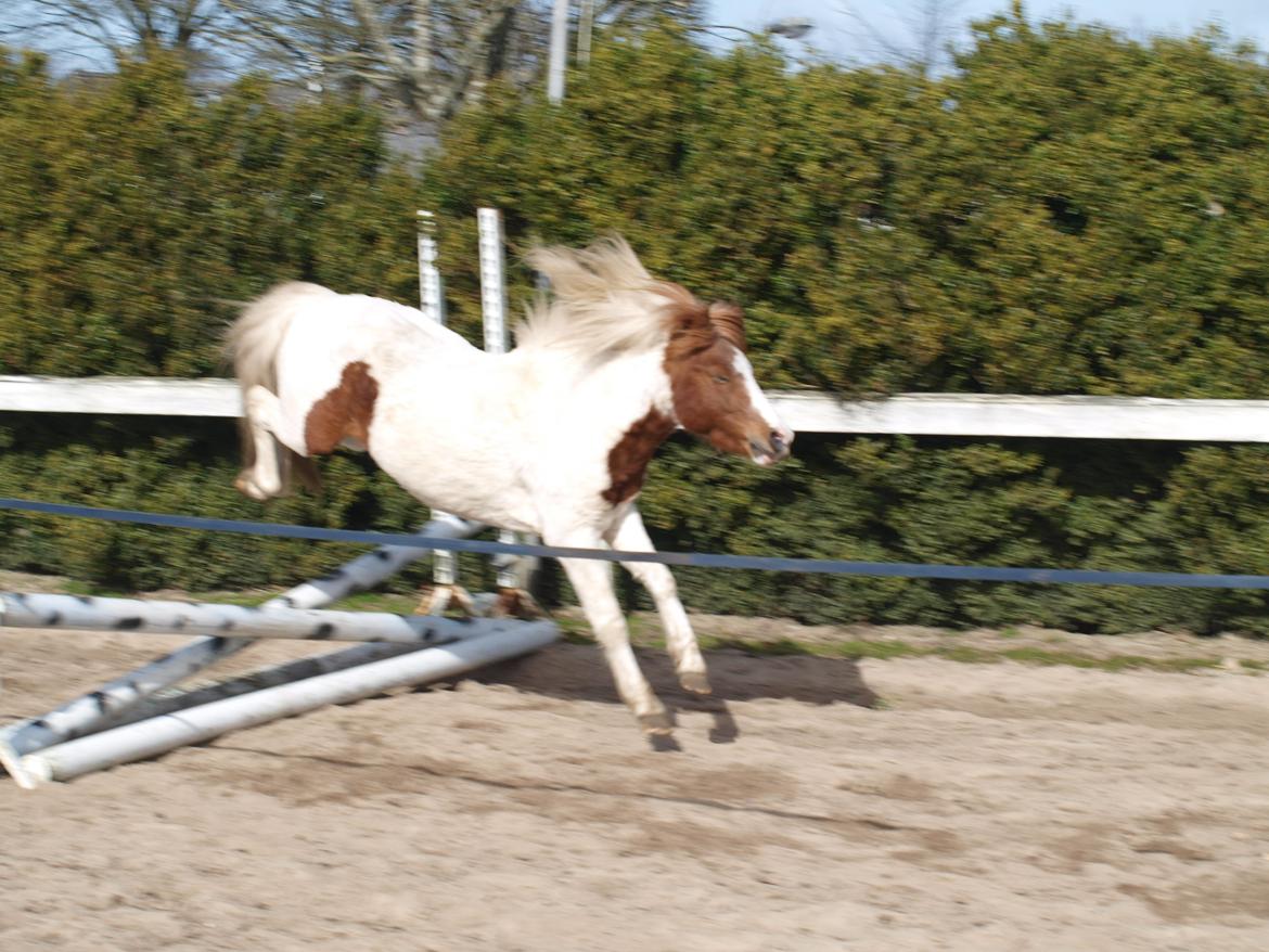 Shetlænder Solvangs Jazz billede 13