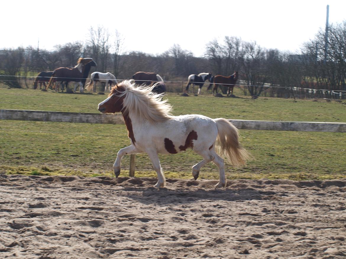 Shetlænder Solvangs Jazz billede 15