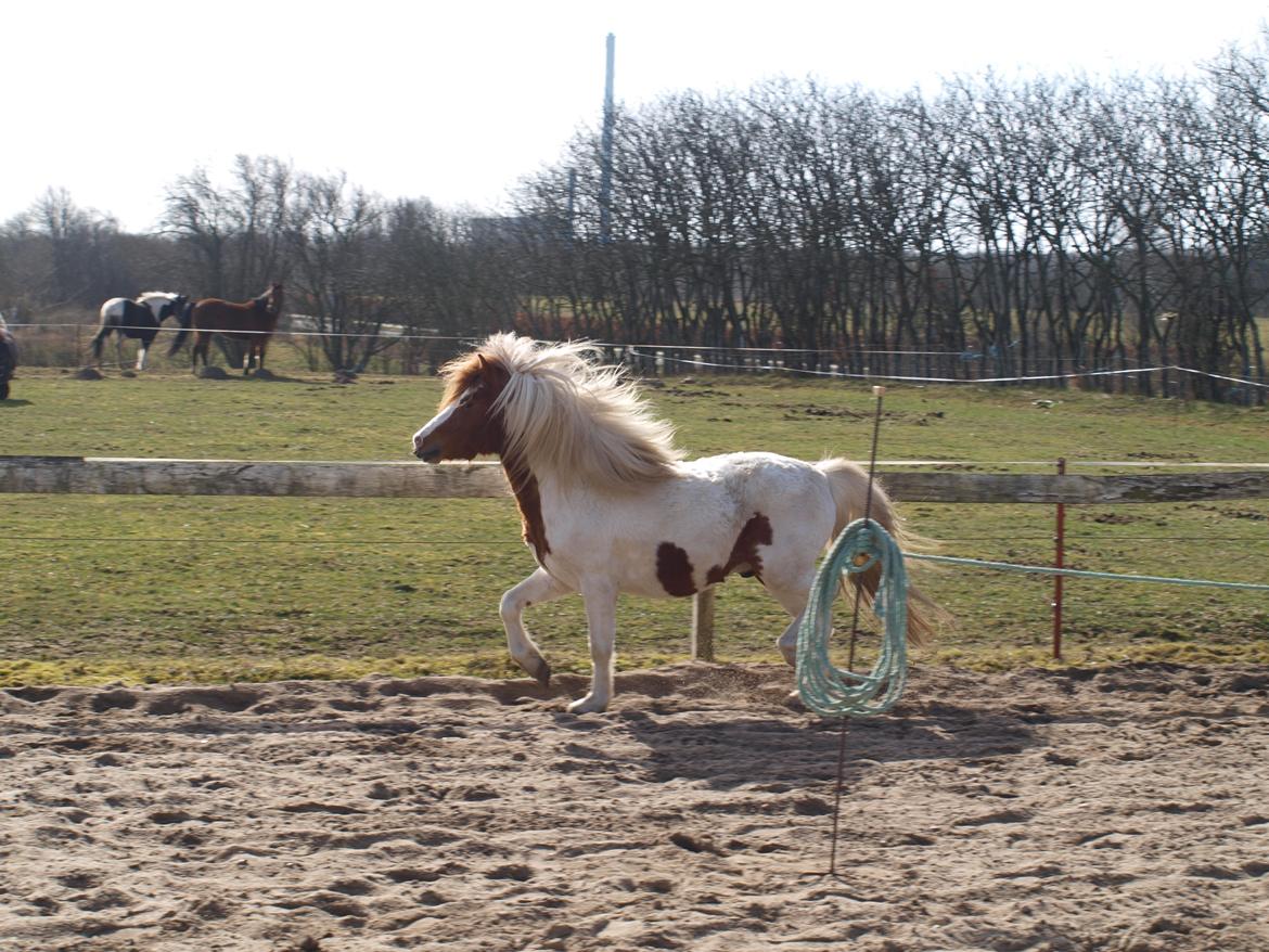 Shetlænder Solvangs Jazz billede 14