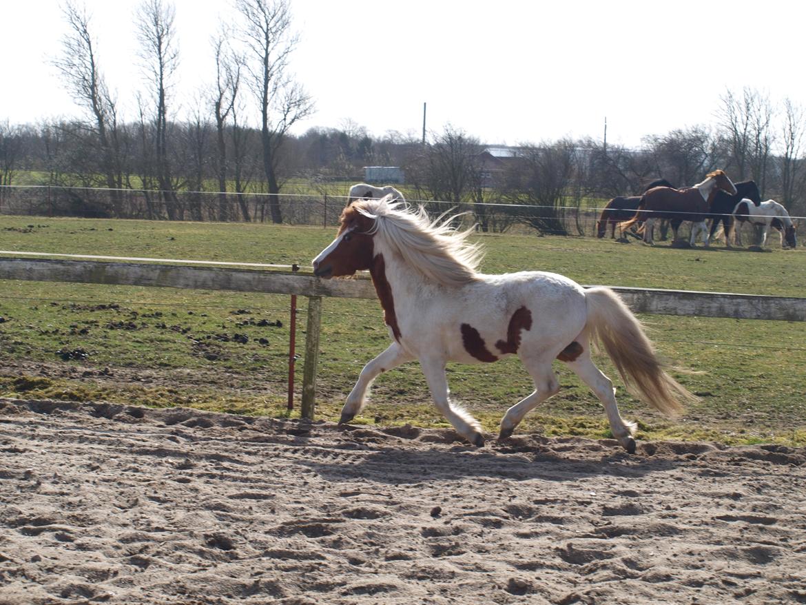 Shetlænder Solvangs Jazz billede 20