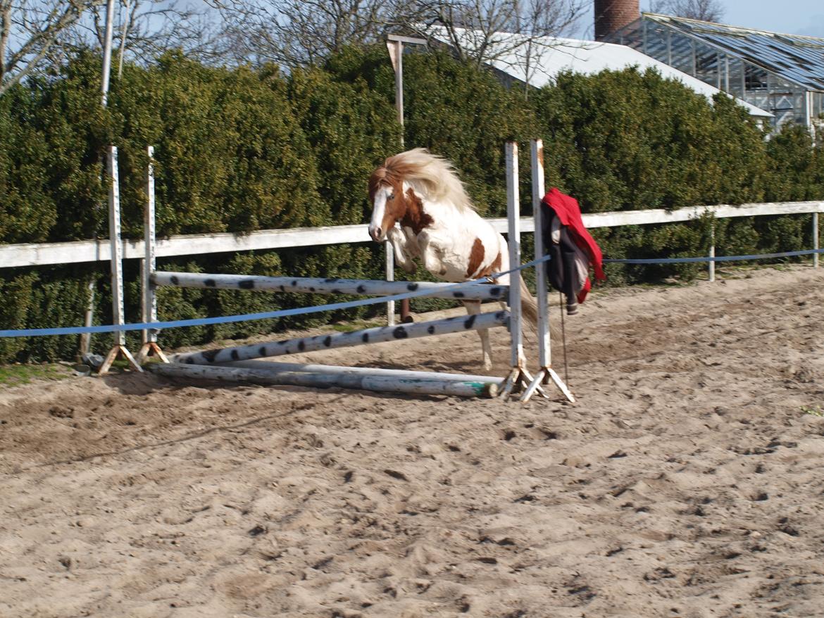 Shetlænder Solvangs Jazz billede 16