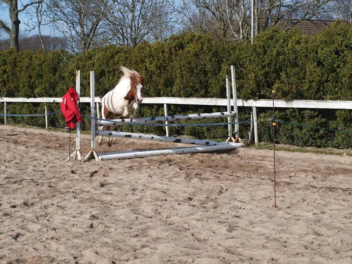 Shetlænder Solvangs Jazz billede 19