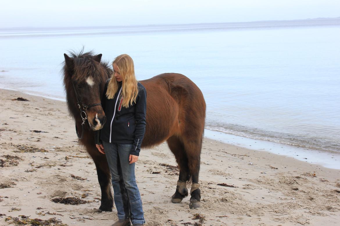 Islænder Depla frá lunansholti II billede 20
