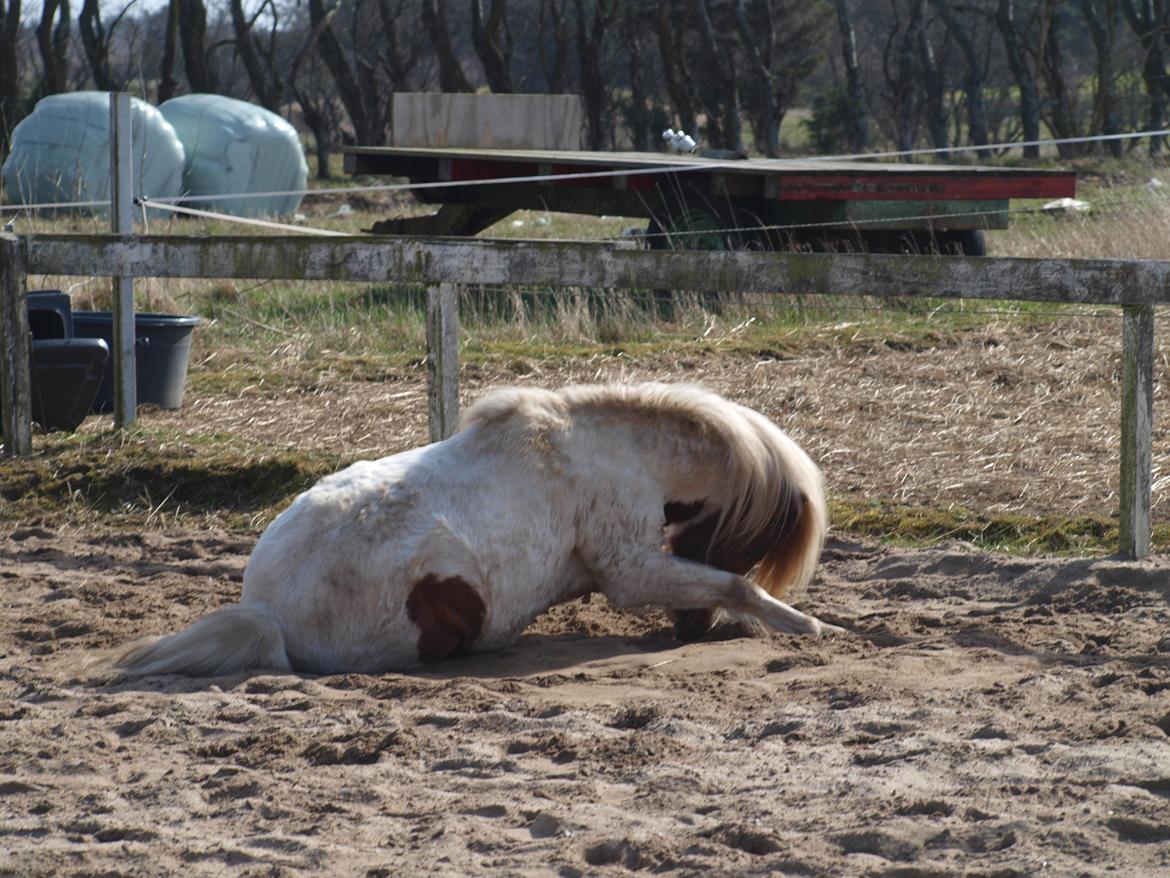 Shetlænder Solvangs Jazz billede 18