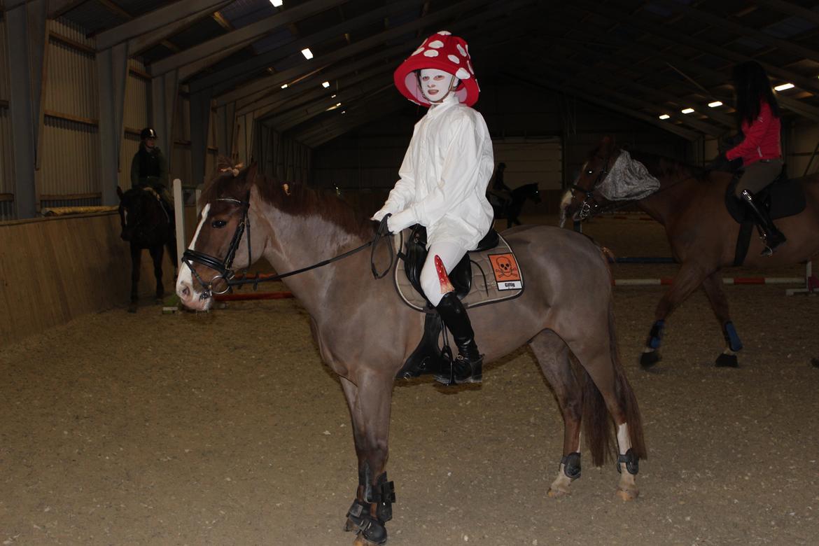 New Forest Koedijks Milano *Låner* billede 8