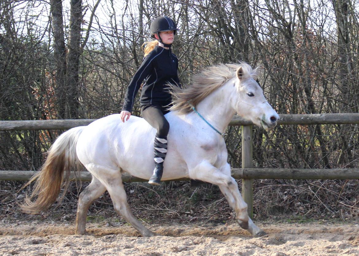 Anden særlig race Mille - Galop i cordeo. billede 5