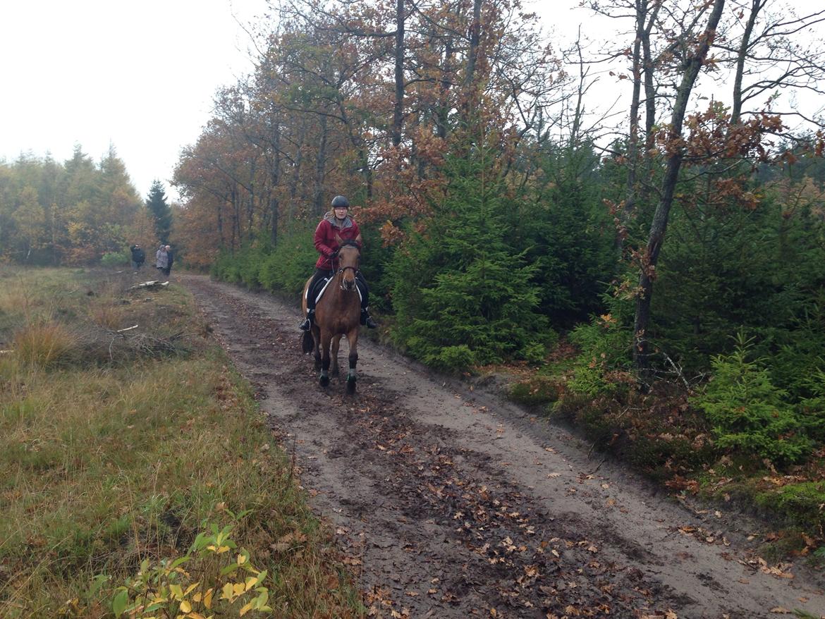 Anden særlig race Naja billede 10