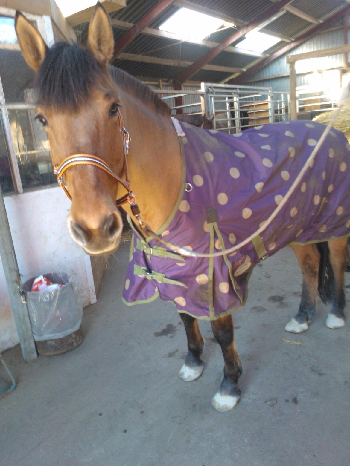 Anden særlig race Naja billede 13