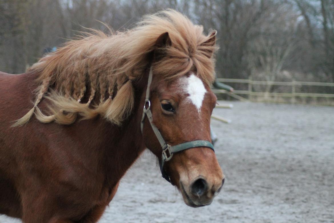 Islænder Tigla Fra Skuldnord - <3 billede 3