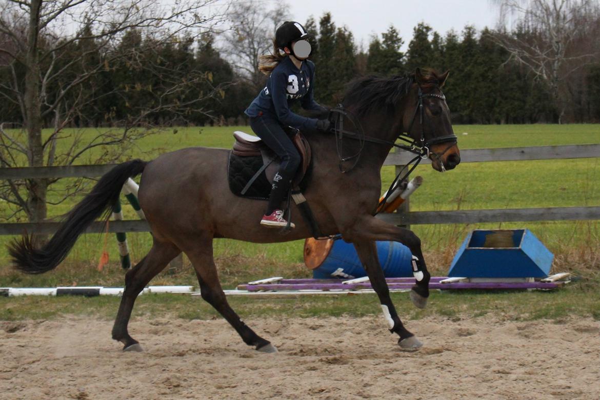 Fuldblod (XX) Timo - 14/3 - 14 Havde en damp hest den dag billede 15