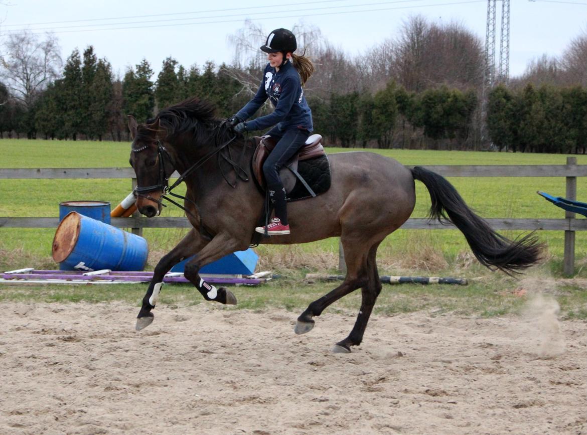 Fuldblod (XX) Timo - 14/3 - 14 skaaaaaaaaaat billede 18