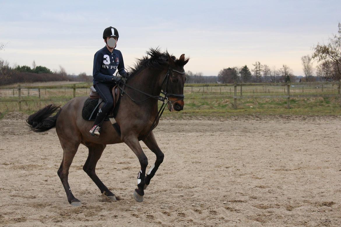 Fuldblod (XX) Timo - 14/3 - 14 damp hest billede 16