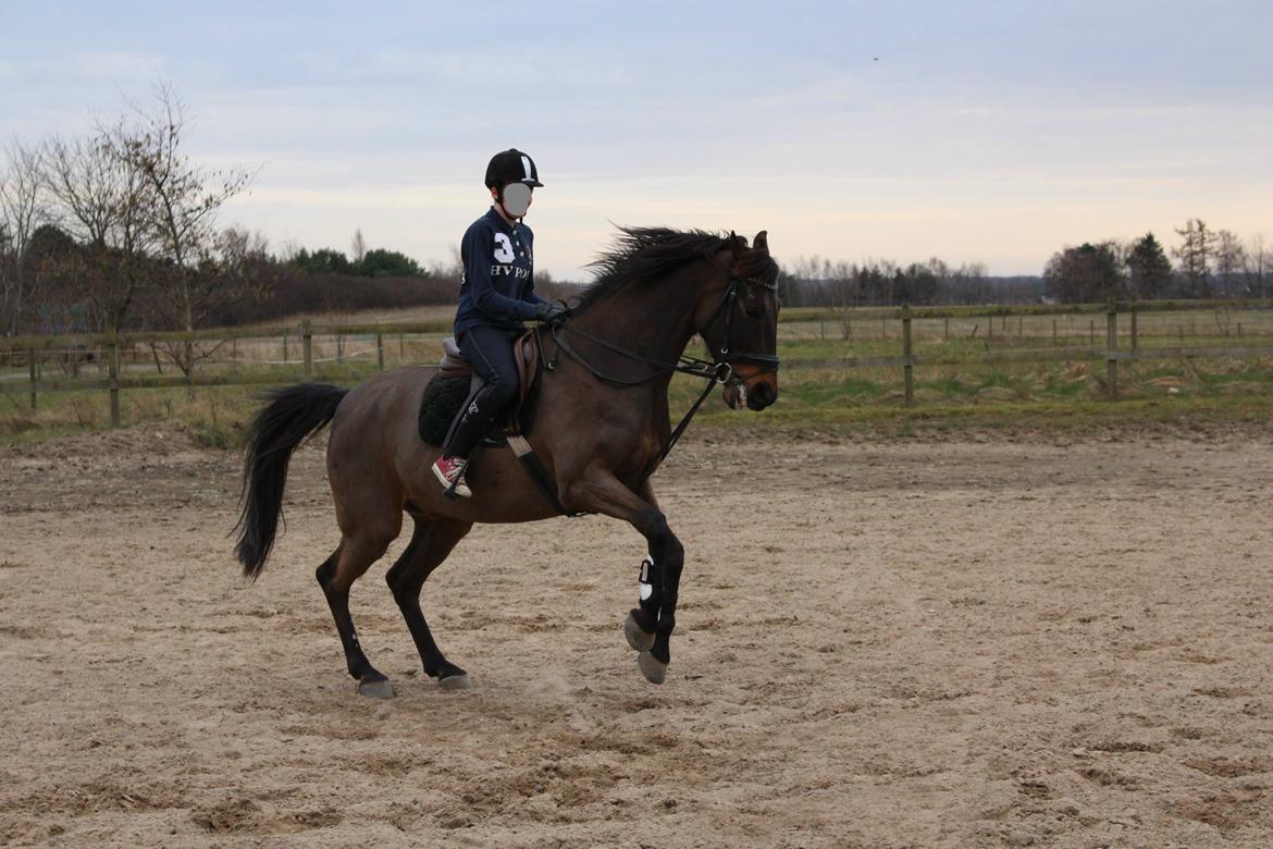 Fuldblod (XX) Timo - 14/3 - 14 damp.com billede 17