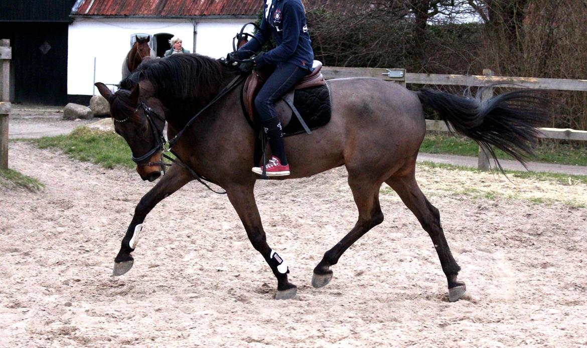 Fuldblod (XX) Timo - 14/3 - 14 billede 11