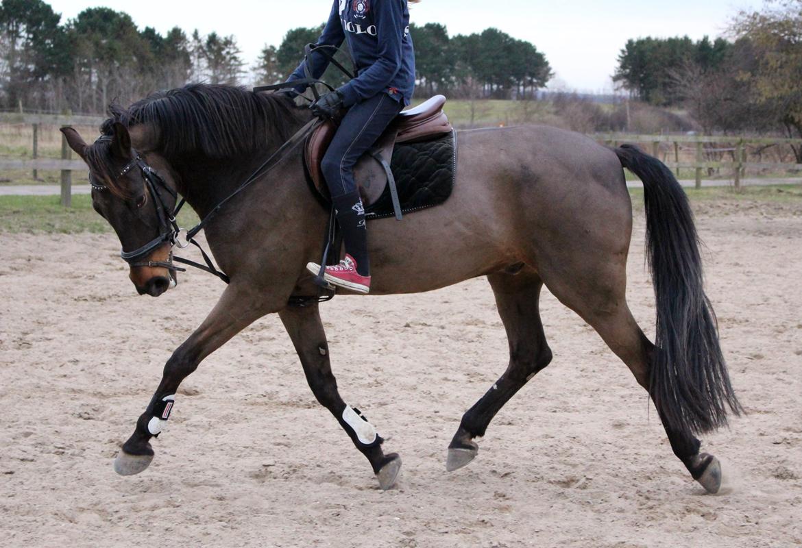 Fuldblod (XX) Timo - 14/3 - 14 billede 10