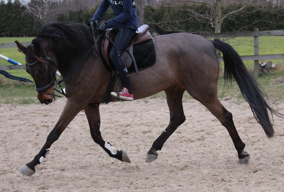 Fuldblod (XX) Timo - 14/3 - 14 billede 19