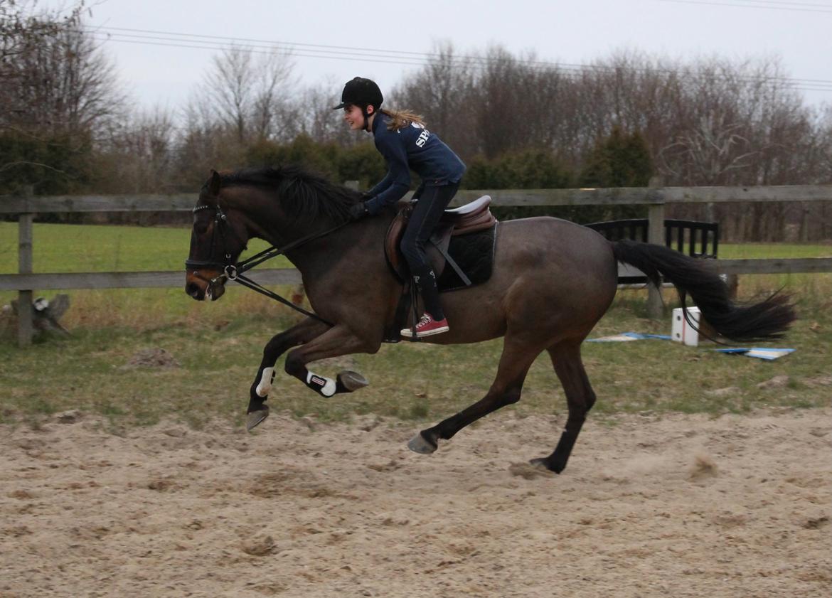 Fuldblod (XX) Timo - 14/3 - 14 vi fik nogle gode galop ture billede 14