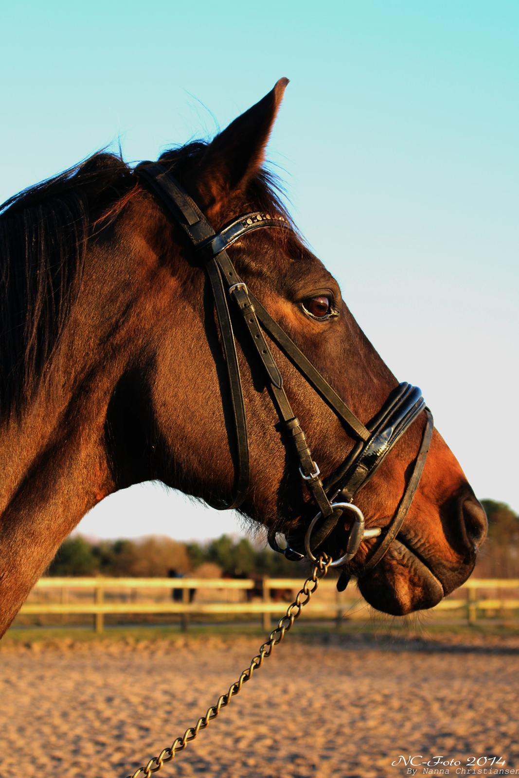 Fuldblod (XX) Timo billede 6