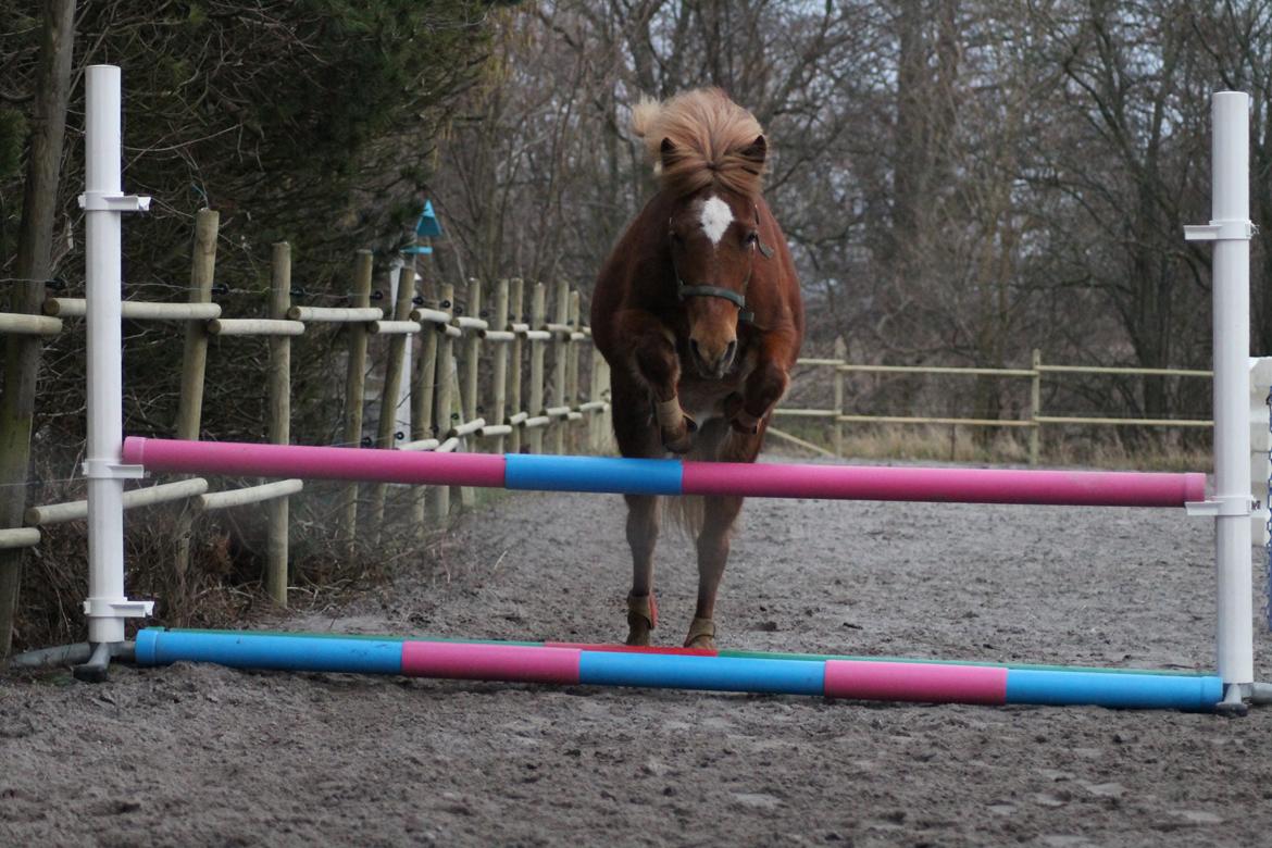 Islænder Tigla Fra Skuldnord - Hvem siger en ismule ikke kan springe? ;-) billede 9
