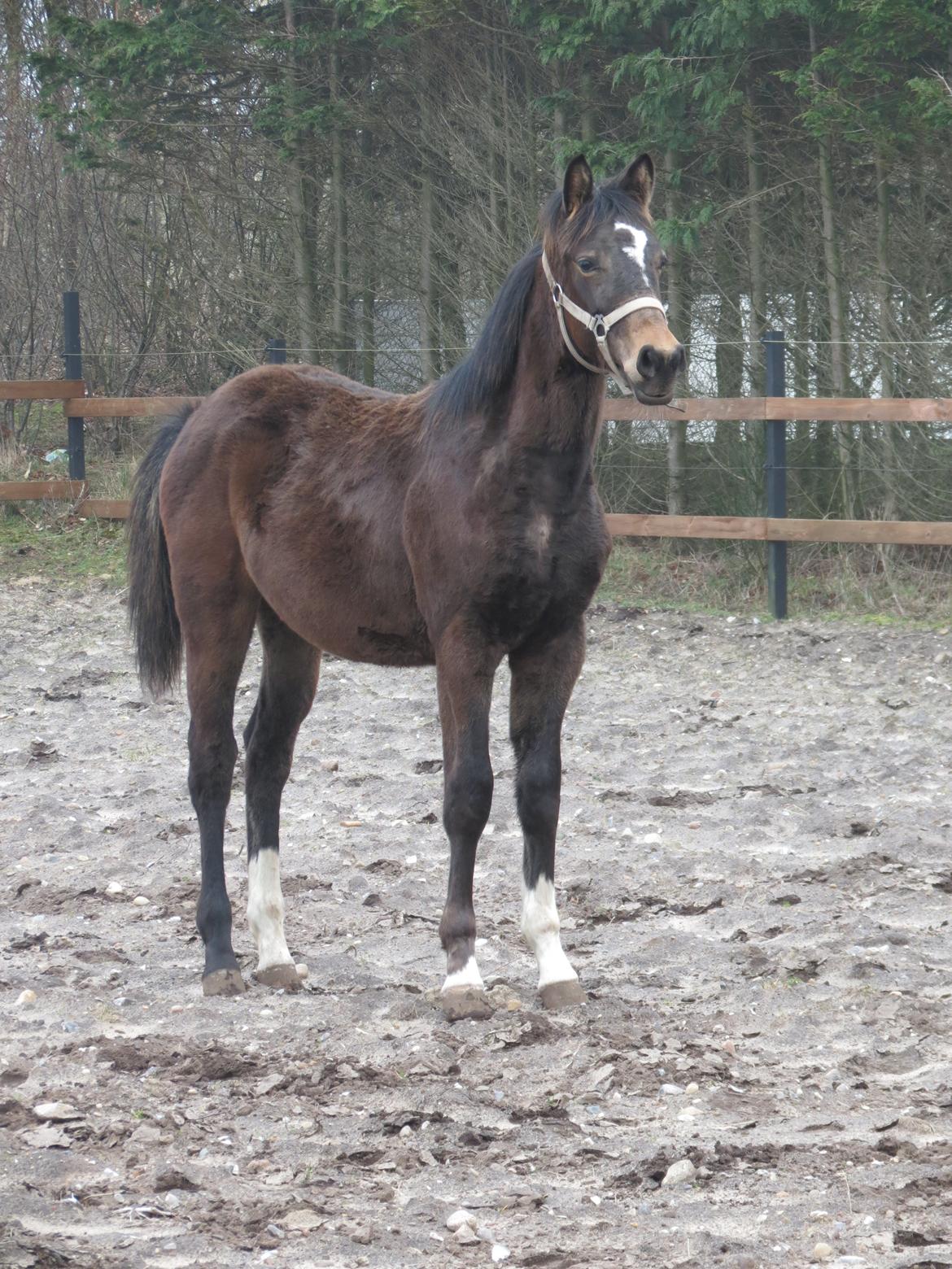 Anden særlig race Albæks Dusty billede 13