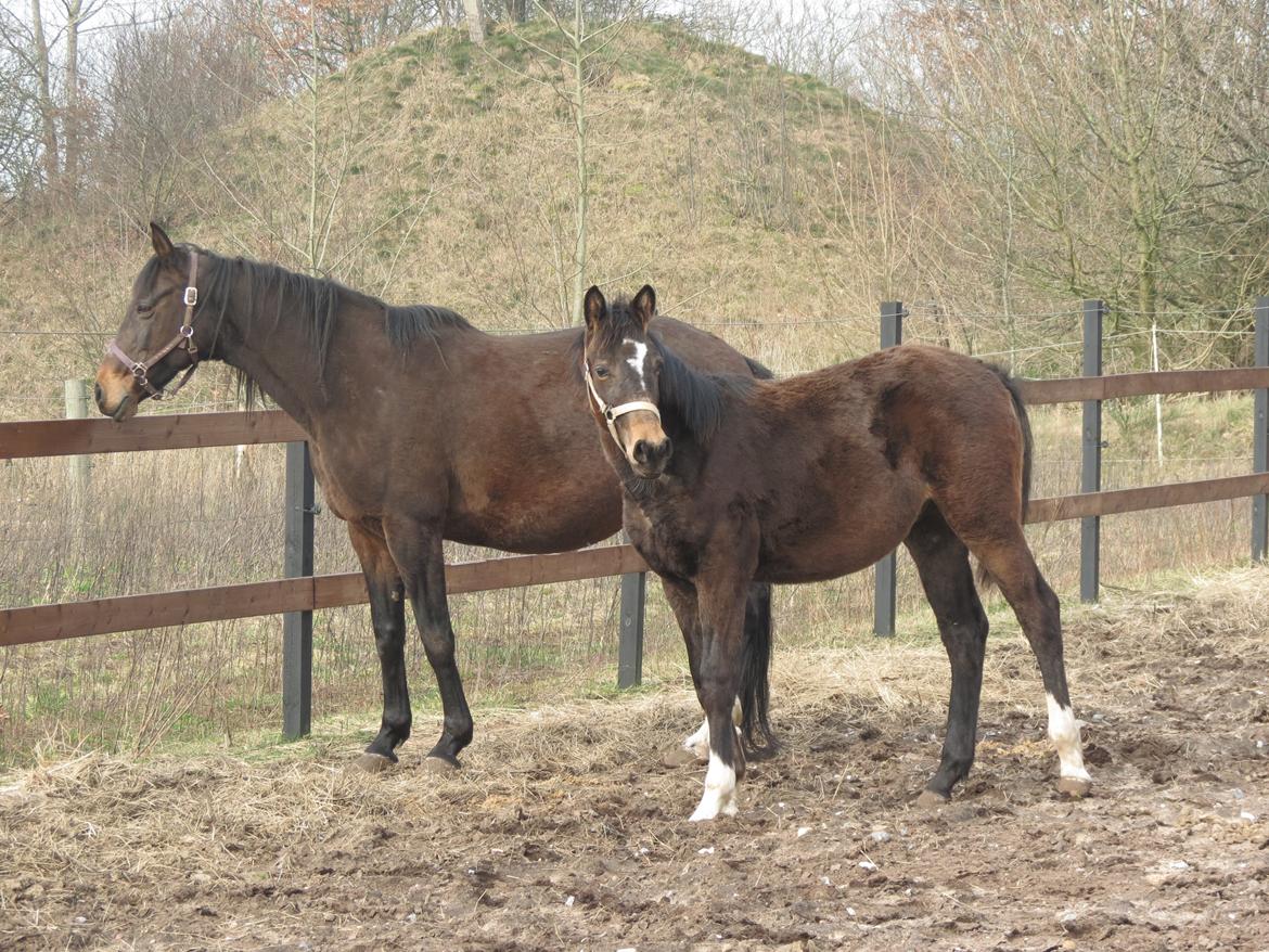 Anden særlig race Albæks Dusty billede 27