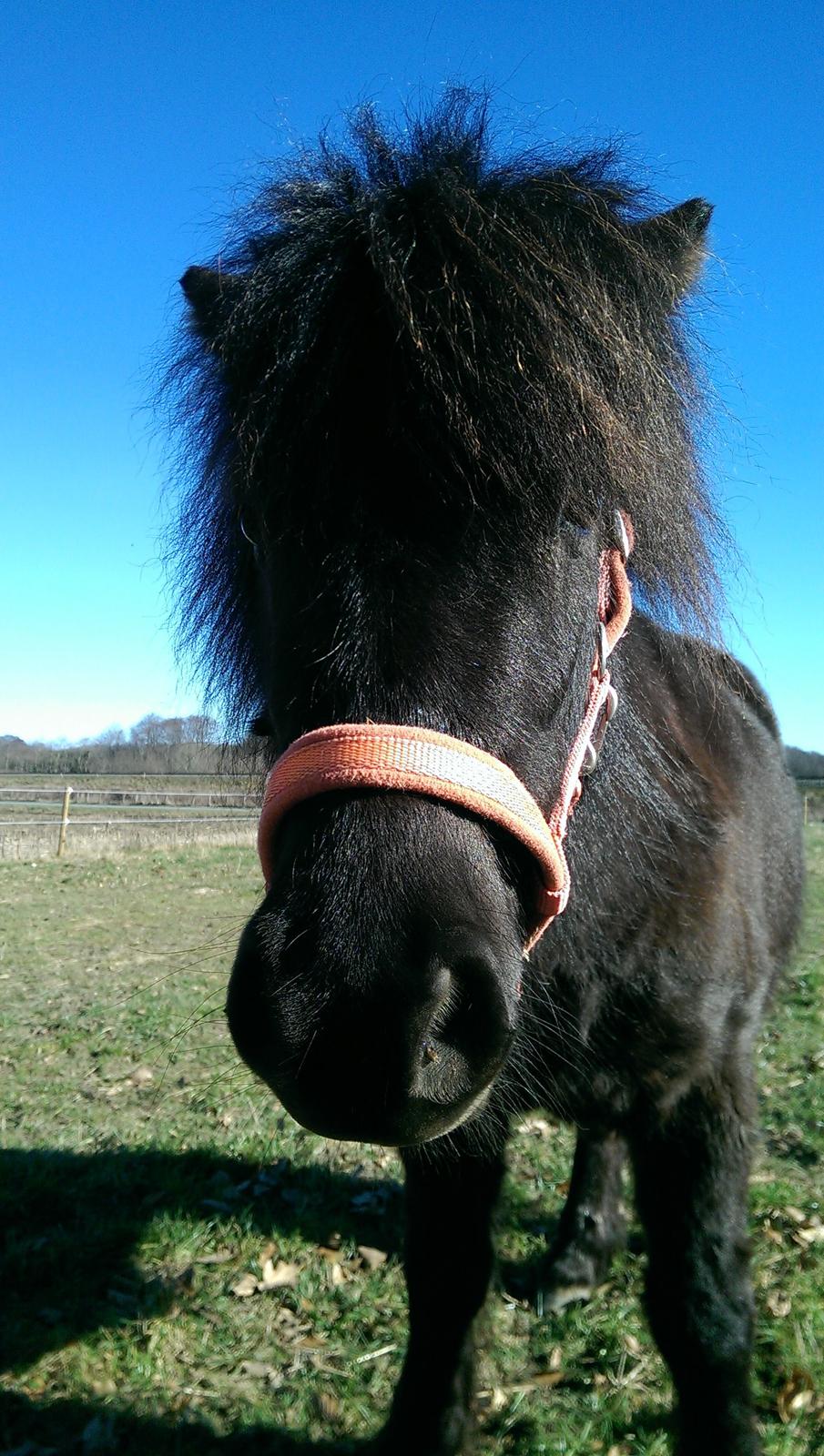 Shetlænder Djoeke van Wommels billede 1