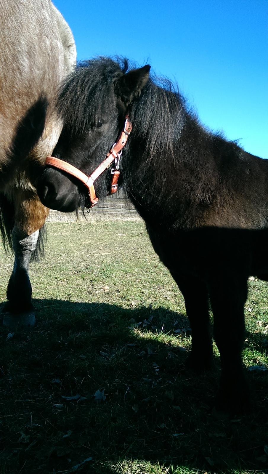 Shetlænder Djoeke van Wommels billede 2