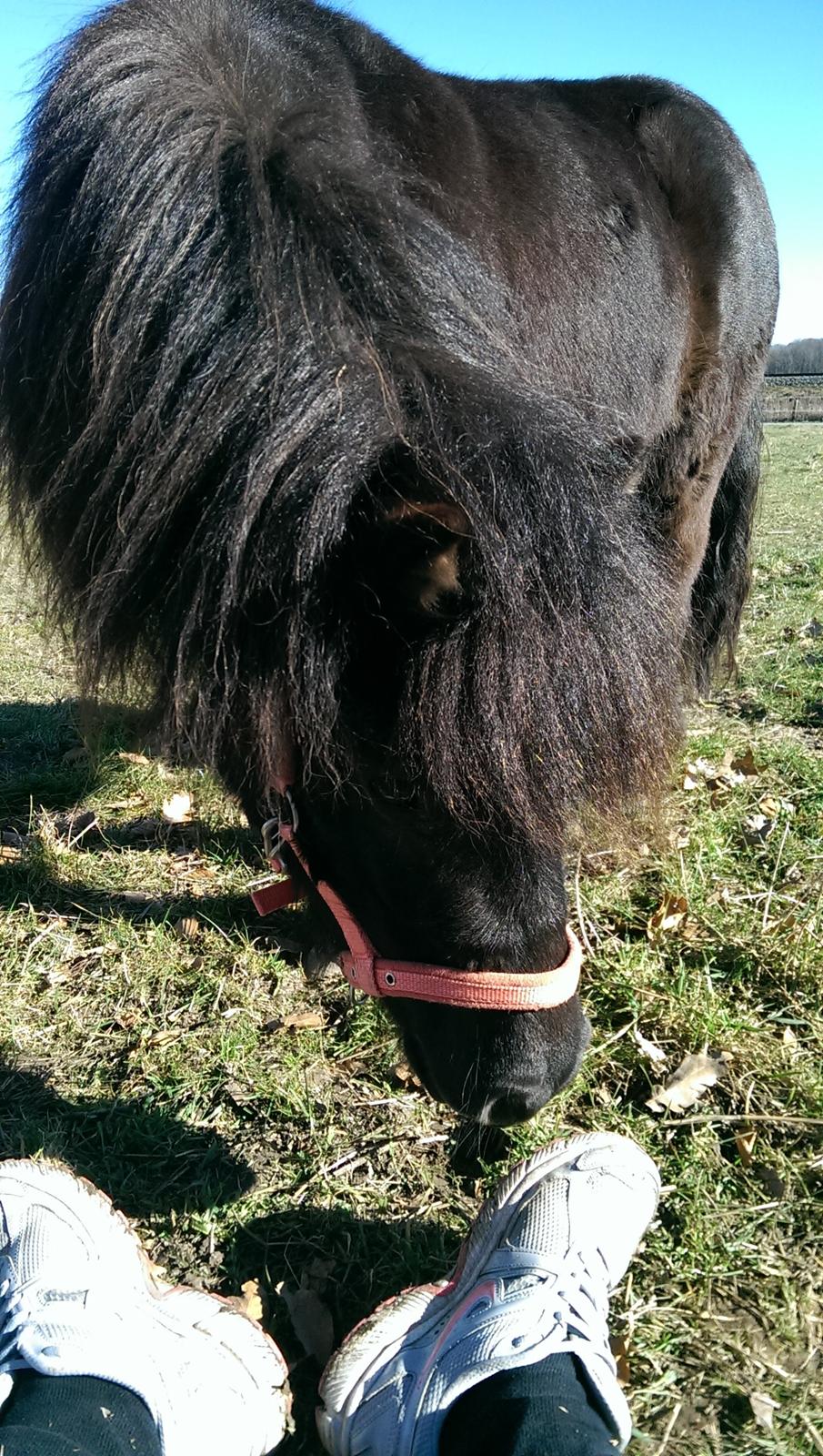 Shetlænder Djoeke van Wommels billede 3
