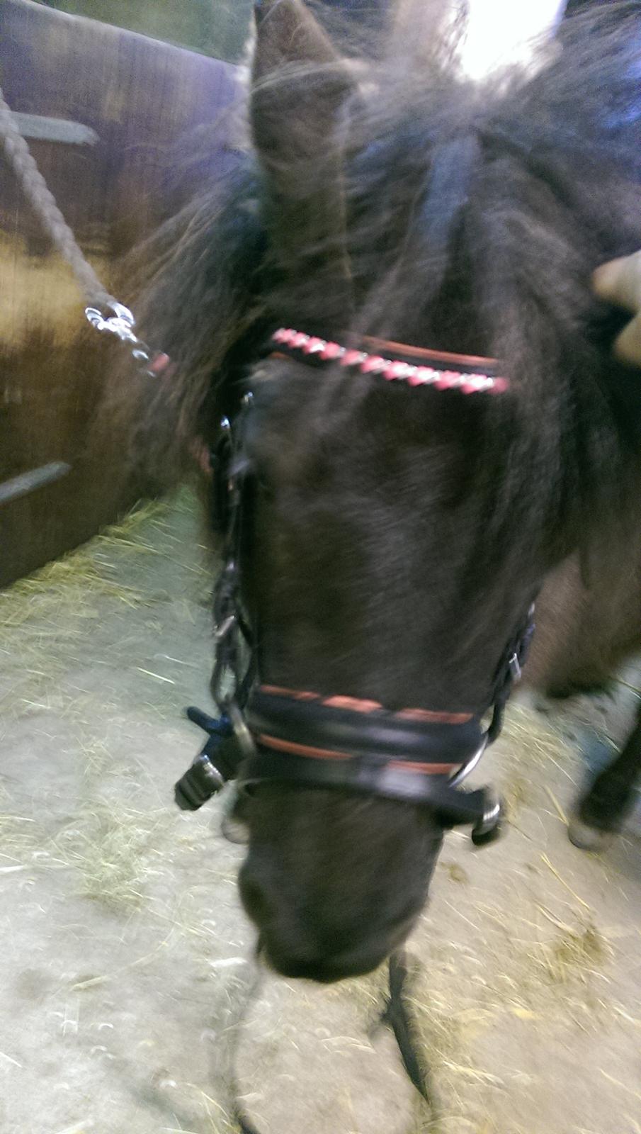 Shetlænder Djoeke van Wommels billede 4