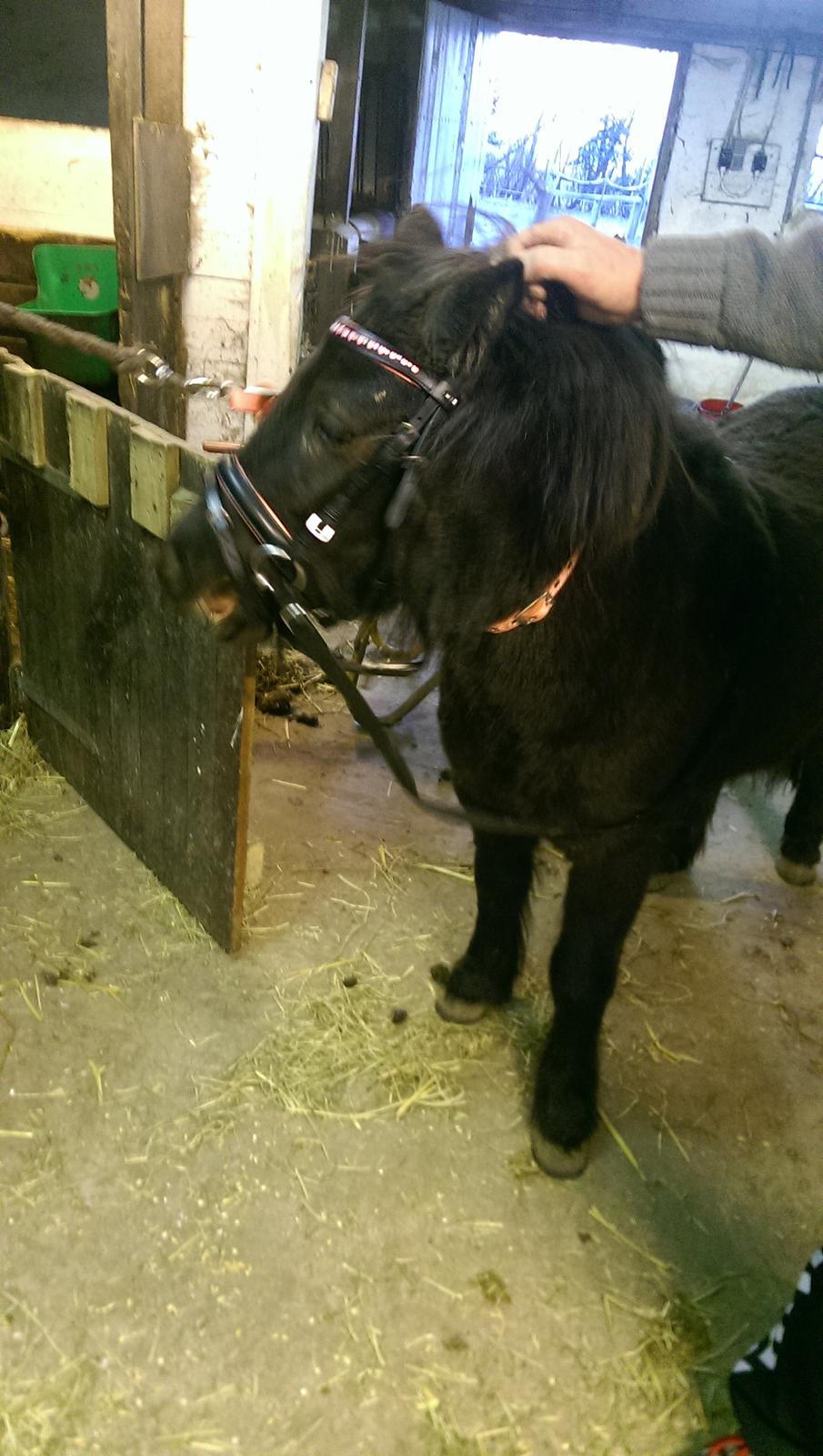 Shetlænder Djoeke van Wommels billede 5